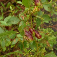 Rhynchosia cana (Willd.) DC.